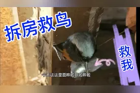 大亮家门框吱吱响，拆开一看是只漂亮的无名鸟，它咋飞不上来