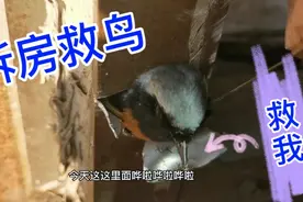 大亮家门框吱吱响，拆开一看是只漂亮的无名鸟，它咋飞不上来