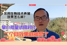 采用生物技术方法养猪，小批量试用二个月，就有三个明显效果视频封面