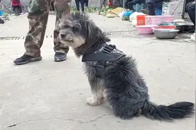 菜场偶遇年前送走的雪纳瑞狗狗，它竟然又换新主人了，为什么？