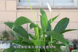 白掌只长叶子不开花？妙用2种料，花朵开不停视频封面