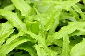 油麦菜买太多，想吃太难看丢又太可惜？1招教你恢复如初！