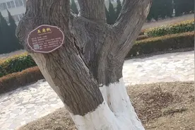 非常名贵的风景树，谁知道这是棵什么树视频封面