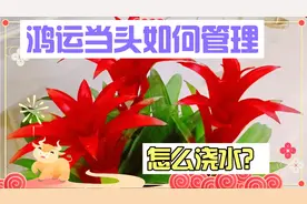 鸿运当头怎么养护？花期更长？简单方便的浇水和光照摆放要求！视频封面