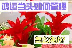 鸿运当头怎么养护？花期更长？简单方便的浇水和光照摆放要求！视频封面