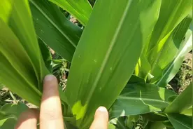 玉米农药杀虫剂，用药不3个小时就下雨，上地里看一眼除虫效果。视频封面
