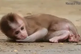 小猴子在地上翻滚着哭，还会擦眼泪，太可爱了