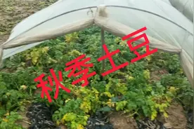 你了解山东秋季土豆的种植收货时间吗？