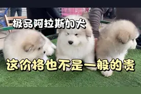 四千一只的灰桃阿拉斯加犬，这颜值超高，但是养不起，太能吃了！