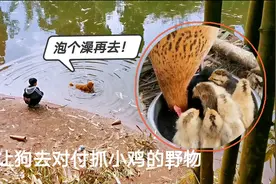 土狗受命保护野外孵化的小鸡，途中耍赖皮，还意外发现一大堆鸡蛋视频封面
