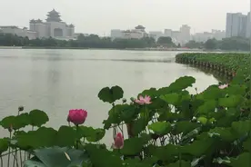 北京有荷花的公园那么多，但看荷花还是应该来莲花池公园视频封面