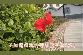 身高相差30cm的婚姻能幸福吗？当初爸妈不同意，如今后悔没用。视频封面