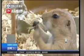养土拨鼠当宠物？很危险！ 专家：易咬人，还可能携带鼠疫病毒视频封面