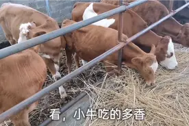 农村肉牛规范养殖，原来这些细节做好了，牛就是那么好视频封面