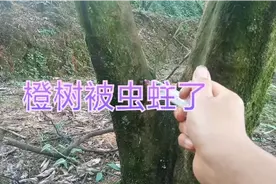 脐橙树被虫蛀了，看巧妹拿什么消灭蛀虫视频封面