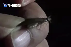 雨后幕府山现成千上万飞虫，羽化纷飞疑似黑蚁视频封面