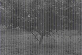 我们本地叫酸桃家家都有几棵，用来沾酱和糖水煮了别有味道！视频封面