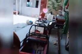 老公被养鸡的拐跑了，留下这大家伙，我该怎么办？视频封面