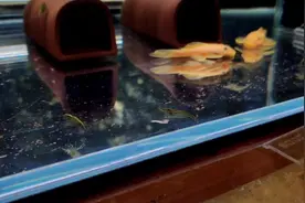 黑壳虾在吃小鱼苗？胡子鱼的成活率这么低？谁来分享一些经验