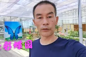 新疆有个人工养殖蝴蝶园，里面各种彩蝶和标本，看了让人赏心悦目视频封面