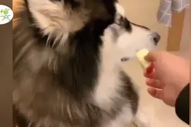 兄弟  不得不说你是真的狗……