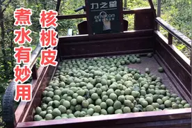 核桃皮是个宝，放水煮一煮厉害了！对人有啥好处？