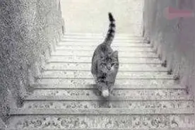 认真观察，图中猫是上楼梯还是下楼梯？测你右脑发达还是