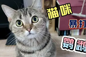 猫咪速度有多快？暴打鹦鹉不手软！视频封面