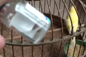 鸟儿身上有血螨或羽虱，用什么方法处理安全且效果好？