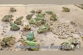 青蛙不是只吃活饵吗?养殖场却吃饲料,军哥解开其中的内幕!视频封面