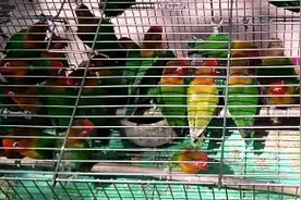 发现棕头牡丹鹦鹉中的极品彩虹，原来如此便宜。视频封面