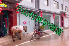太行山石头村家家户户养驴，山清水秀最幸福的是驴，村民收益可观视频封面