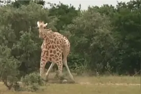 长颈鹿繁殖视频封面