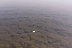 小伙河边放鸭子，在河里捡到一个宝贝视频封面