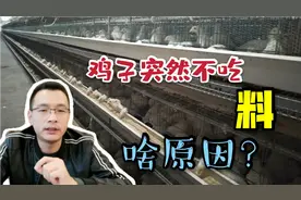 标准养鸡场，鸡子突然不吃料怎么回事？看这里，先不要盲目用药！视频封面