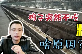 标准养鸡场，鸡子突然不吃料怎么回事？看这里，先不要盲目用药！视频封面