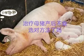 母猪产后不食，令人头疼不已，知道怎么治吗？视频封面