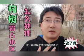 天津一小区被构树祖孙三代霸占，总不能全砍了吧，有没有啥好招视频封面