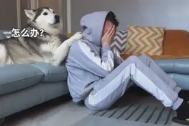 实验：当主人哭泣的时候，人类的最好狗狗会做什么？视频封面