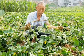农民种红薯为啥要翻秧子 看完你就知道了视频封面