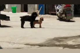 两只小狗正在谈恋爱，镜头打扰了它们的好事，生气了