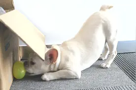 夏天狗子太热怎么办？自制冰球成玩具，狗子可以玩一天