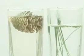 您听说过松塔泡水能治疗三高吗？松塔原来有这么神奇的用途？