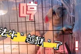 法牛＂独生子＂又开始惹是生非了，使出吃奶的劲，咬笼子要越狱了视频封面