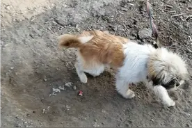 小狗狗go!视频封面