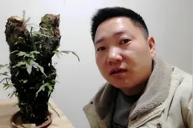 奇奇带回家一个枯木，枯木上寄生了骨碎补和七星剑，做盆景漂亮视频封面