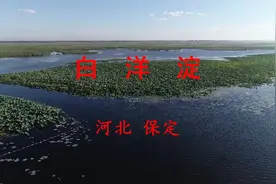 保定的白洋淀视频封面