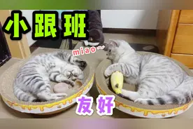 新到家三天的小猫已经化身原住猫的小跟班，两只短时间就互相适应