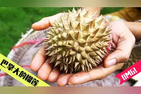 神奇泰国榴莲：一个个巴掌大，掰着吃不扎手，果肉肥美还低卡？