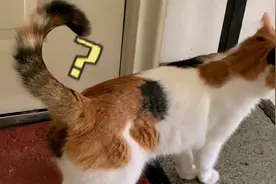 猫主子尾巴高高竖起 是想告诉你什么呢？视频封面